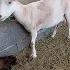 معزى قزمي مع عيالها