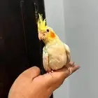 كروان للبيع