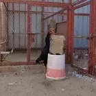 فرخ شامو ألماني ديك مستوى متميز