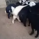 غنم مواليد ومرابي المزرعه