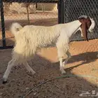 عنز شاميه ثنيه