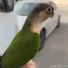 للبيع فرخ يلو سايد