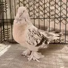 للبيع أنثى منقا