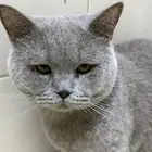 يوجد 6قطط سكوتش 2اناث ولباقي ذكور