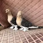 الاهل الفواخر والصنف الطيب جوز اورفلي فاخر