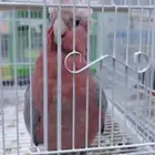 كوكاتو قالا فروخ