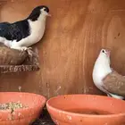 حمام البيع مع ثلاثة محاكر على السوم