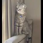قطوة للتبني