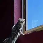 قطوه للبيع بسعر رمزي