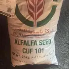 برسيم بيع بالكيلو 100 ريال