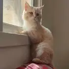 قط للتبني