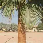 واشنطني زينه أمريكي وجمع الاطوال والمقاسات