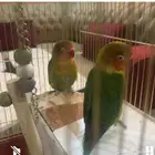 بلابل