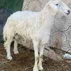 فحل حري مشروط