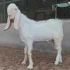 تيس ابيض ابرص مشرووك مشروع فحل