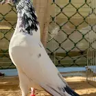 للبيع اجواز حمام بكستاني تيدي نوادر