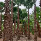 نخل واشنطنيا زينه