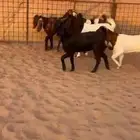 جفار طيبه هجين بورقيت قبرصي