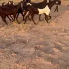 معزاء مشاريك دهم طقم