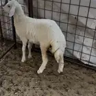 رخل حريه لبانيه