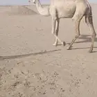 ناقه حائل مسوح