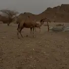 جمل احمر