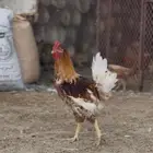 ديك بلدي للبيع