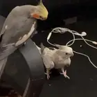 جوز كروان منتجه ماشاءالله