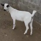 تيس لباني ومخصي