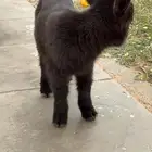 اعرض لكم جفره قزم فاخره