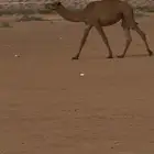 بكره شعلا مفروده