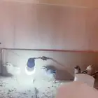 صيصان بلدي مشكله