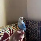 طيور روز جمله و يوجد تفريد