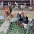 تم البيع