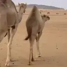 قعود بلدي كايف