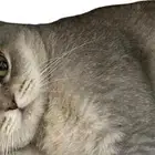 للبيع قطة سكوتش ستريت
