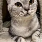 قط سكوتش للتبني