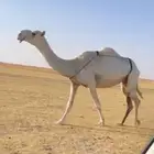 الضروبه الثنو الوضحا الكفو