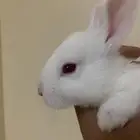للبيع ارانب صغار