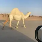 لحقه طيبه