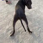كلب بتبول