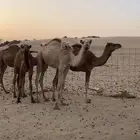 قعدان وبكرة للبيع في أملج