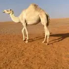 هجن