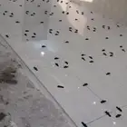 معلم بلاط سوري فني تركيب بورسلان سرميك رخام ترويبه ممتازجده