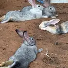 اناثي ارانب هجين فرنسي بلدي