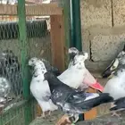 حمام