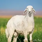 مطلوب ضحايا في عفيف طليان ولا رخال ب أسعار معقوله