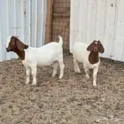 جفره وتيس بورقوت ( بيور اصل )