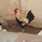 ديك فحل اللون مميز