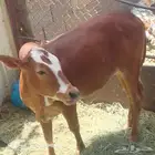 سرت عبيده زهره بني بشر